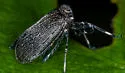 Phylloscelis pallescens - photo 2