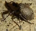 Phylloscelis pallescens - photo 3