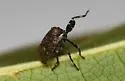Phylloscelis pallescens - photo 4