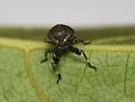 Phylloscelis pallescens - photo 5