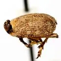 Phylloscelis pennata - photo 2