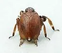 Phylloscelis rubra
