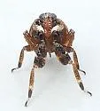 Phylloscelis rubra - photo 2
