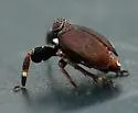 Phylloscelis rubra - photo 4
