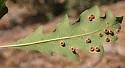 Urn Gall Wasp