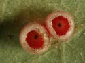 Urn Gall Wasp - photo 2