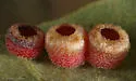 Urn Gall Wasp - photo 3