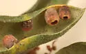 Urn Gall Wasp - photo 4