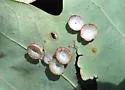 Phylloteras poculum