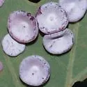 Phylloteras poculum - photo 4