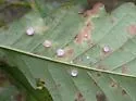Phylloteras poculum - photo 5