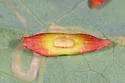 Phylloteras sigma