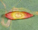 Phylloteras sigma - photo 2