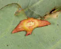 Phylloteras sigma - photo 4