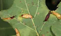 Phylloteras sigma - photo 5