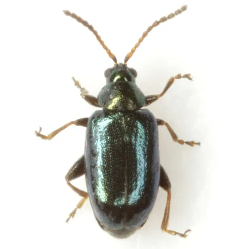 Bronzy Brassica Flea Beetle - photo 2