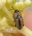 Horseradish Flea Beetle
