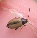 Horseradish Flea Beetle - photo 2