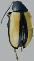 Horseradish Flea Beetle - photo 3