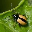 Horseradish Flea Beetle - photo 4