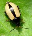 Horseradish Flea Beetle - photo 5