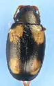 Phyllotreta bipustulata - photo 2