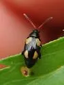 Phyllotreta bipustulata - photo 3