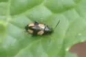 Phyllotreta bipustulata - photo 4