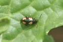 Phyllotreta bipustulata - photo 5