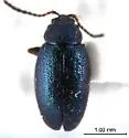 Phyllotreta chalybeipennis