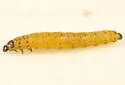 Phyllotreta chalybeipennis - photo 2