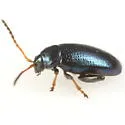 Phyllotreta chalybeipennis - photo 4
