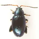 Phyllotreta chalybeipennis - photo 5