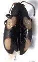 Phyllotreta conjuncta