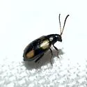 Phyllotreta conjuncta - photo 2