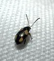 Phyllotreta conjuncta - photo 3