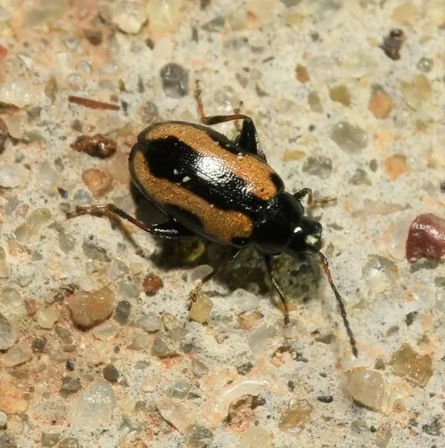 Phyllotreta constricta