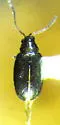 Crucifer Flea Beetle