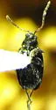 Crucifer Flea Beetle - photo 2