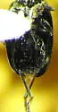 Crucifer Flea Beetle - photo 3