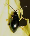 Crucifer Flea Beetle - photo 4