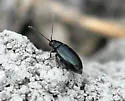 Crucifer Flea Beetle - photo 5