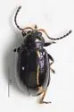 Phyllotreta denticornis