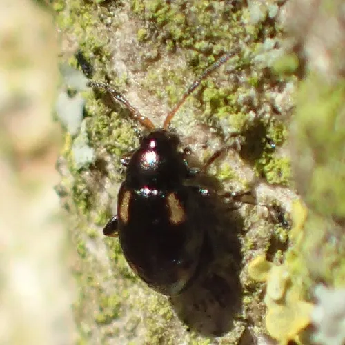 Phyllotreta exclamationis - Phyllotreta exclamationis
