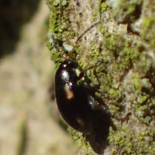 Phyllotreta exclamationis - photo 2