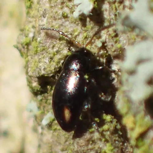 Phyllotreta exclamationis - photo 3