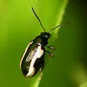 Phyllotreta liebecki