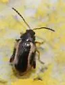 Phyllotreta liebecki - photo 2