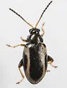 Phyllotreta liebecki - photo 3