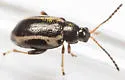 Phyllotreta liebecki - photo 4